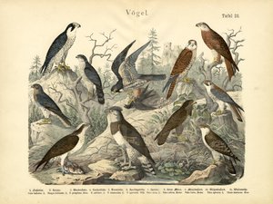 Aves, c.1860 de German School